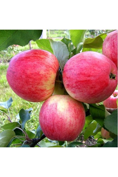 Яблуня домашня Мельба